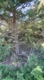 BigDjunior8 webcam model stream image