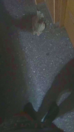 Gogui19x6 webcam model stream image