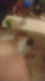 Luvmydik webcam model stream image