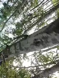 96Rohon webcam model stream image