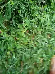 Somesh9990 webcam model stream image