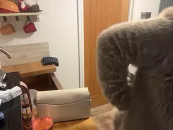 blairbella webcam model stream image