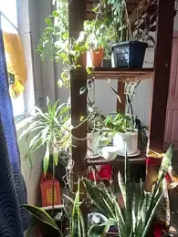 Lust_guy27 webcam model stream image