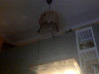 blue_Flame webcam model stream image