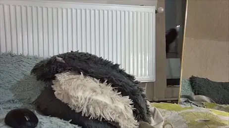 curvyana69 webcam model stream image