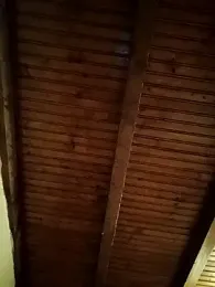 CurlyElisa webcam model stream image