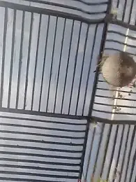 Chacal_Armyy webcam model stream image