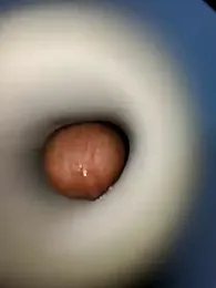 hot_dick_6_9 webcam model stream image
