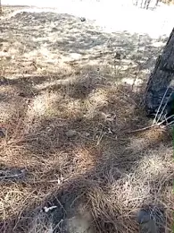 bullut06 webcam model stream image