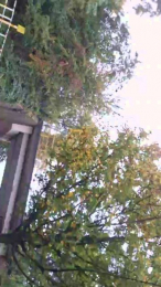 LadyCherry29 webcam cam4 model stream image