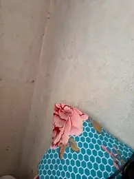 novinhatransexy webcam model stream image