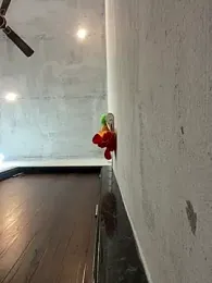 avieeeniyu webcam model stream image