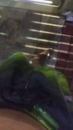 Gatonota webcam model stream image