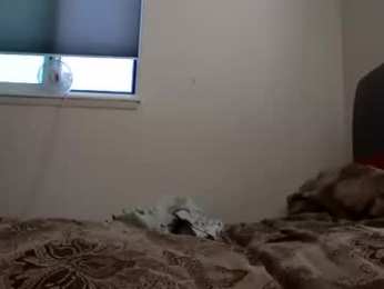 buddylovex webcam chaturbate model stream image