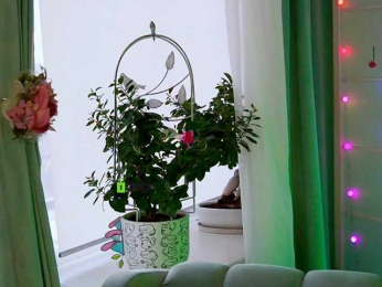 -ANN webcam model stream image