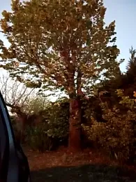 BZH45 webcam model stream image