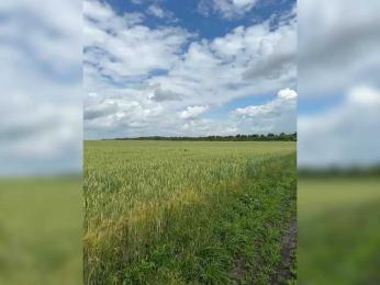 Saibaliii webcam model stream image