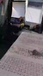 Petitebombe34 webcam model stream image