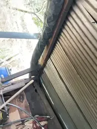 sky-wolves webcam model stream image