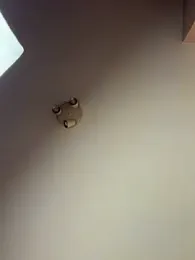 SOFIASWEETSECRETT webcam model stream image