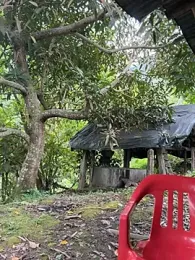 LINDA_PATTY94 stripchat stream image