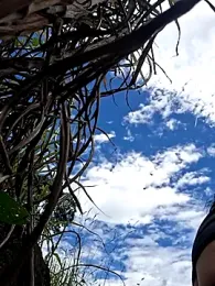 Liancy stripchat stream image