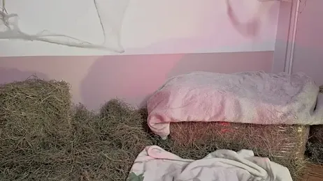 Charlotte__Miller stripchat stream image