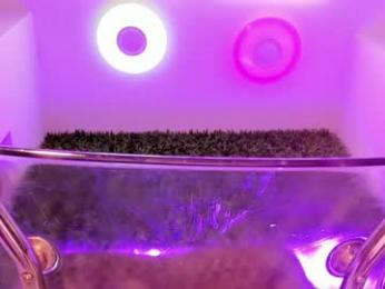 hotfallingdevil chaturbate stream image