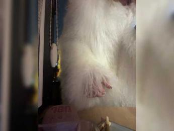 Tvoyasamka77 bongacams stream image