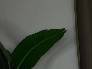 quennagales camsoda stream image