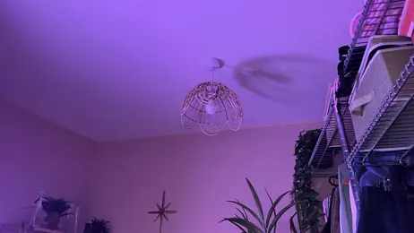 _vixenp stripchat stream image