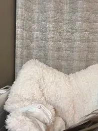 Sweety_Foxy69 stripchat stream image