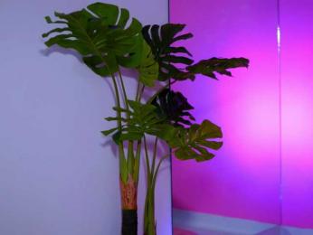 NatyDesiree bongacams stream image