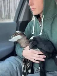 GoldenFlameGoddess stripchat stream image